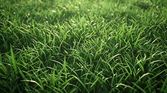 地域辽阔背景图片_辽阔的青青草地背景