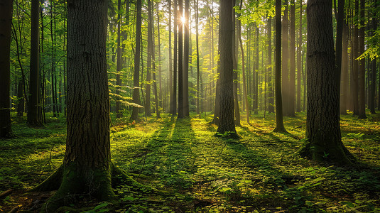 光芒摄影照片_阳光照射森林树叶的摄影高清摄影图