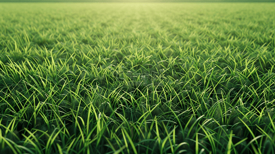 辽阔的青青草地背景