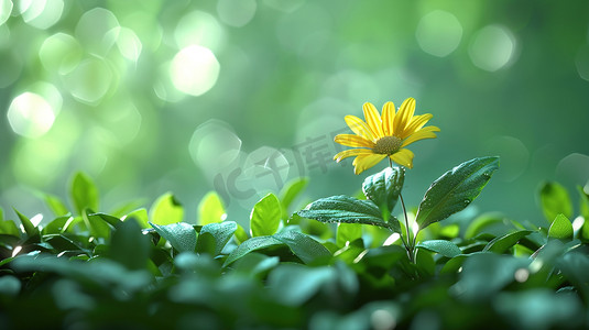 草地小花摄影照片_夏日里草丛中的小雏菊图片