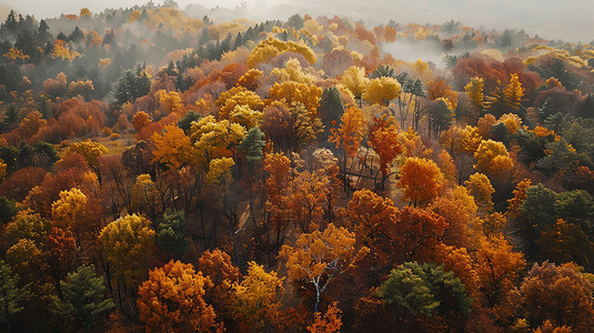 俯瞰森林雾气阳光摄影照片