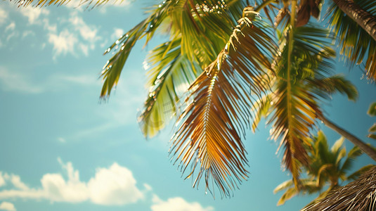 椰树大海摄影照片_夏日海滩边的椰林树影图片