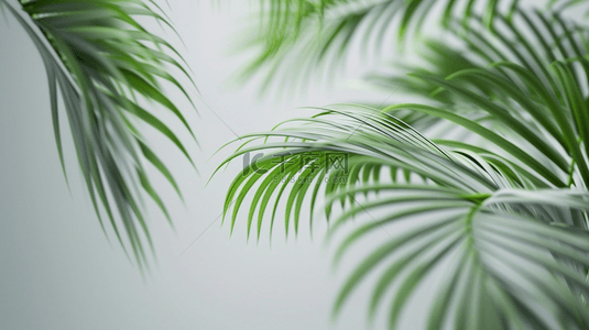 夏季绿色植物棕榈叶装饰光影背景