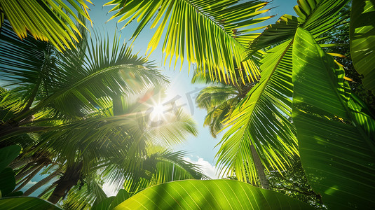 阳光照射椰子树木的摄影摄影配图