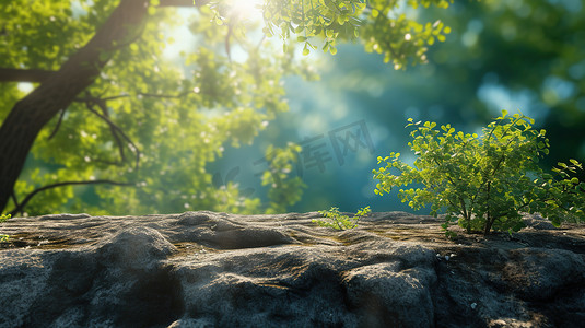 阳光照射岩石上树木的摄影高清摄影图