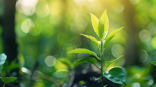 阳光下的茶树嫩叶图片