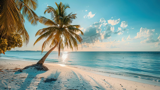 夏日海滩边的椰林树影图片