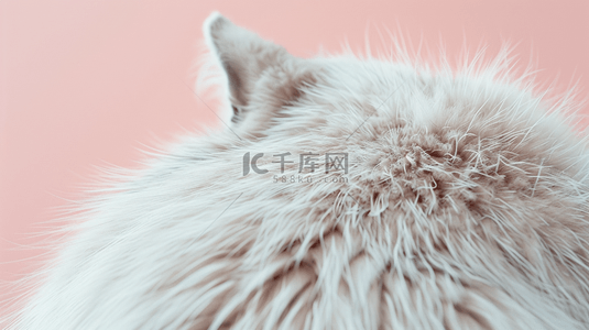 猫猫狗狗背景图片_粉红底上的动物毛发背景