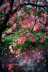 摄影图盛开樱花夏天照片