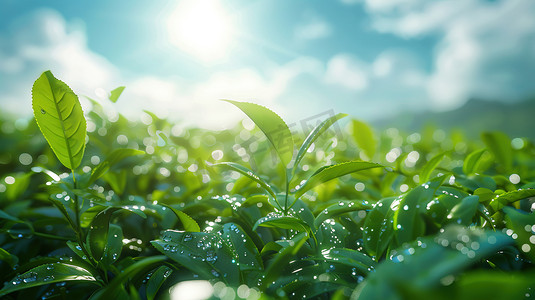 风景摄影照片_阳光下绿色茶园的摄影摄影图