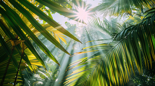 阳光照射椰子树木的摄影高清摄影图