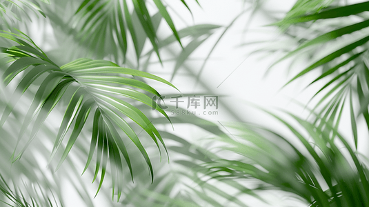 夏季绿色植物棕榈叶装饰光影背景