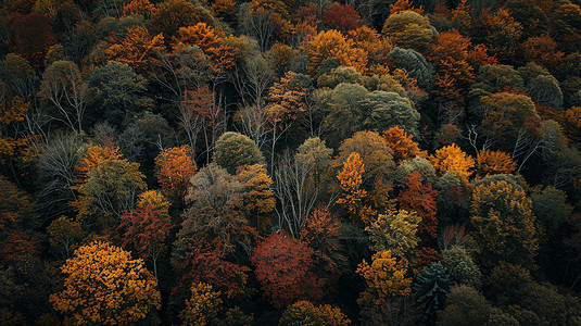 俯瞰森林摄影照片_俯瞰森林雾气阳光摄影照片