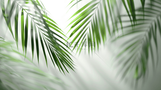 夏季叶子背景图片_夏季绿色植物棕榈叶装饰光影背景