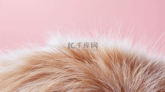 猫皮毛背景图片_粉红底上的动物毛发背景