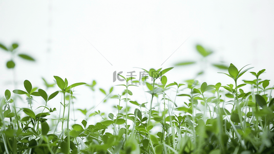 简约的植物背景背景图片_夏季清新唯美树叶植物的背景