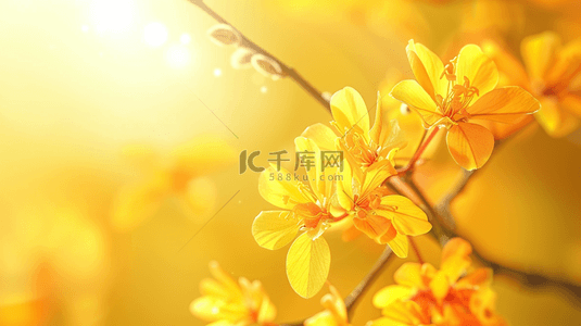 树枝黄色背景图片_黄色场景花朵树枝场景的背景