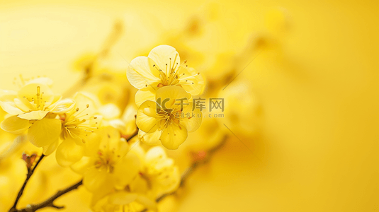 花朵黄色背景图片_黄色场景花朵树枝场景的背景