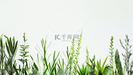 树叶植物背景图片_夏季清新唯美树叶植物的背景
