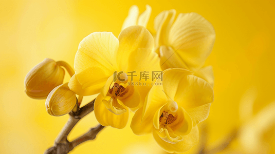 树枝黄色背景图片_黄色场景花朵树枝场景的背景