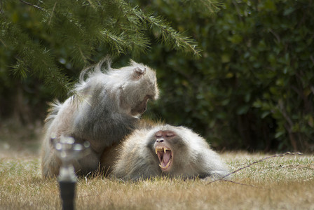 灵动摄影照片_藏猕猴的哈欠瞬间