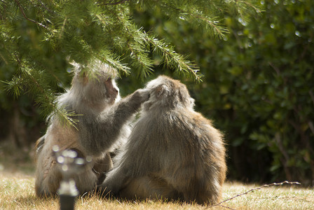 灵动的线摄影照片_西藏林芝藏猕猴