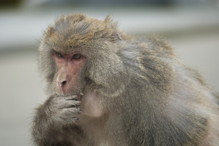 灵动的线摄影照片_西藏林芝藏猕猴