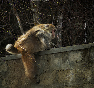 西藏林芝藏猕猴
