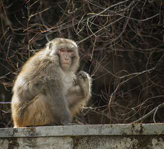 书斋画卷摄影照片_西藏林芝藏猕猴