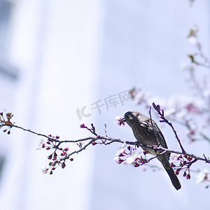 林芝摄影照片_西藏林芝春樱下的鸟儿
