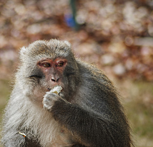 灵动的线摄影照片_西藏林芝的沉思者藏猕猴独享时光