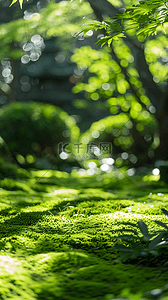 森林大背景图片_夏天户外森林园林光影空镜场景设计图