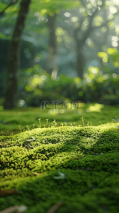 夏天户外森林园林光影空镜场景背景图