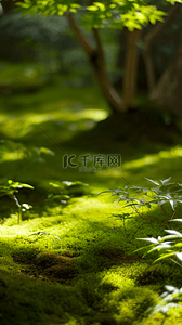 园林设计图背景图片_夏天户外森林园林光影空镜场景设计图