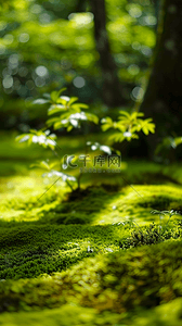 夏天户外森林园林光影空镜场景设计图