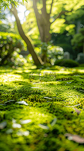 夏天户外森林园林光影空镜场景背景图片
