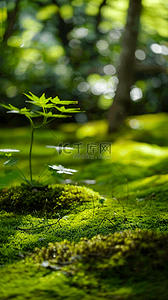 苏州园林图背景图片_夏天户外森林园林光影空镜场景设计