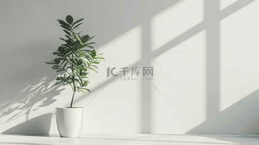 白色花朵背景背景图片_白色空间花瓶绿植阳光照射墙面的背景