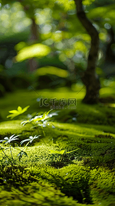 夏天户外森林园林光影空镜场景设计图