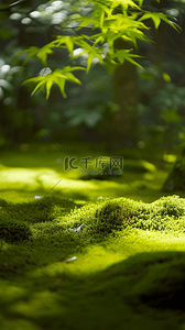 夏天户外森林园林光影空镜场景背景素材