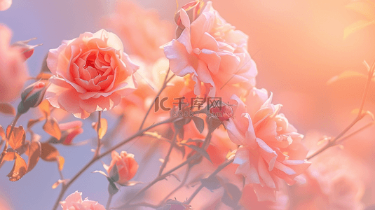 背景露珠背景图片_唯美自然粉色花朵花束的背景