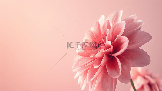 新疆景色背景图片_户外阳光下粉色花朵花束景色的背景