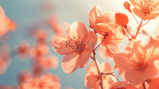 粉色自然背景图片_唯美自然粉色花朵花束的背景