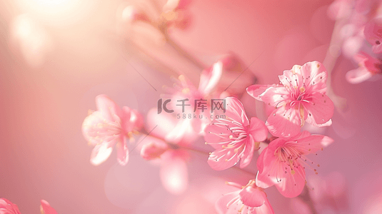 花束背景图片_户外阳光下粉色花朵花束景色的背景