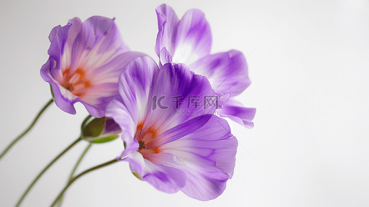 浪漫紫色花朵背景图片_唯美紫色浪漫花朵场景的背景