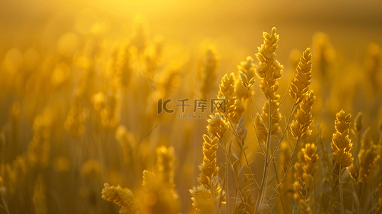 夕阳下的稻田背景