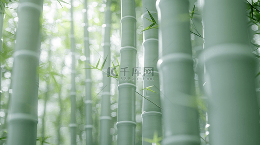 绿色户外光芒森林竹林竹子的背景