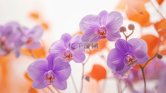 唯美紫色浪漫花朵场景的背景
