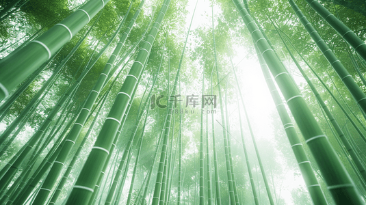 绿色户外光芒森林竹林竹子的背景