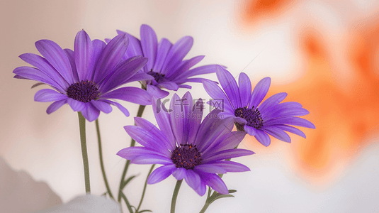 紫色花瓣浪漫背景图片_唯美紫色浪漫花朵场景的背景